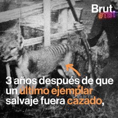 #TBT: El último tigre de Tasmania 