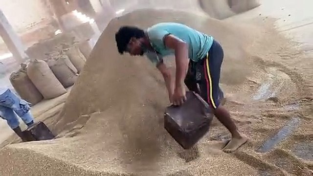 जीरा-ईसब में उछाल, ग्वार मंदा