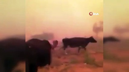 İnekleri alevlerin ortasında kaldı, "Gel gitme ne olursun" diye ağladı