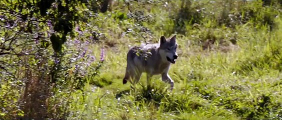 MISHA AND THE WOLVES (2021) | Official Clip | MetFilm Sales