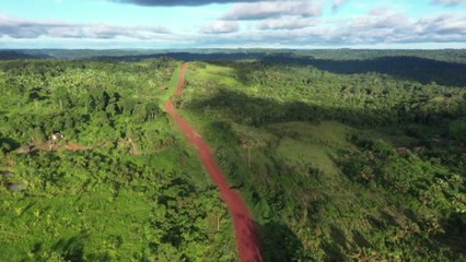 Aumento de deforestación estaría acabando con el “pulmón del planeta”