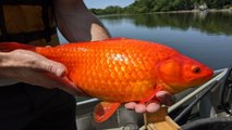Peces dorados gigantes invaden lagos de Minnesota, Estados Unidos