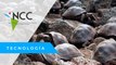 En Galápagos localizan 185 tortugas bebés dentro de  una maleta