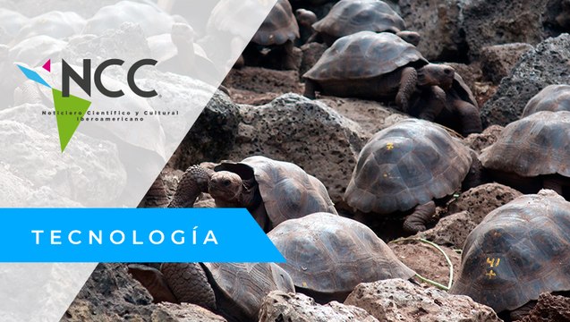 En Galápagos localizan 185 tortugas bebés dentro de una maleta