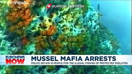 Mussels mafia? Italy arrests 18 for 'harvesting protected shellfish'