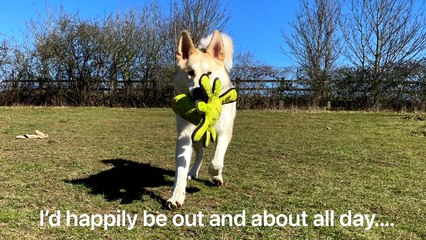 RSPCA Brighton’s ‘loneliest dog’ needs a loving new home
