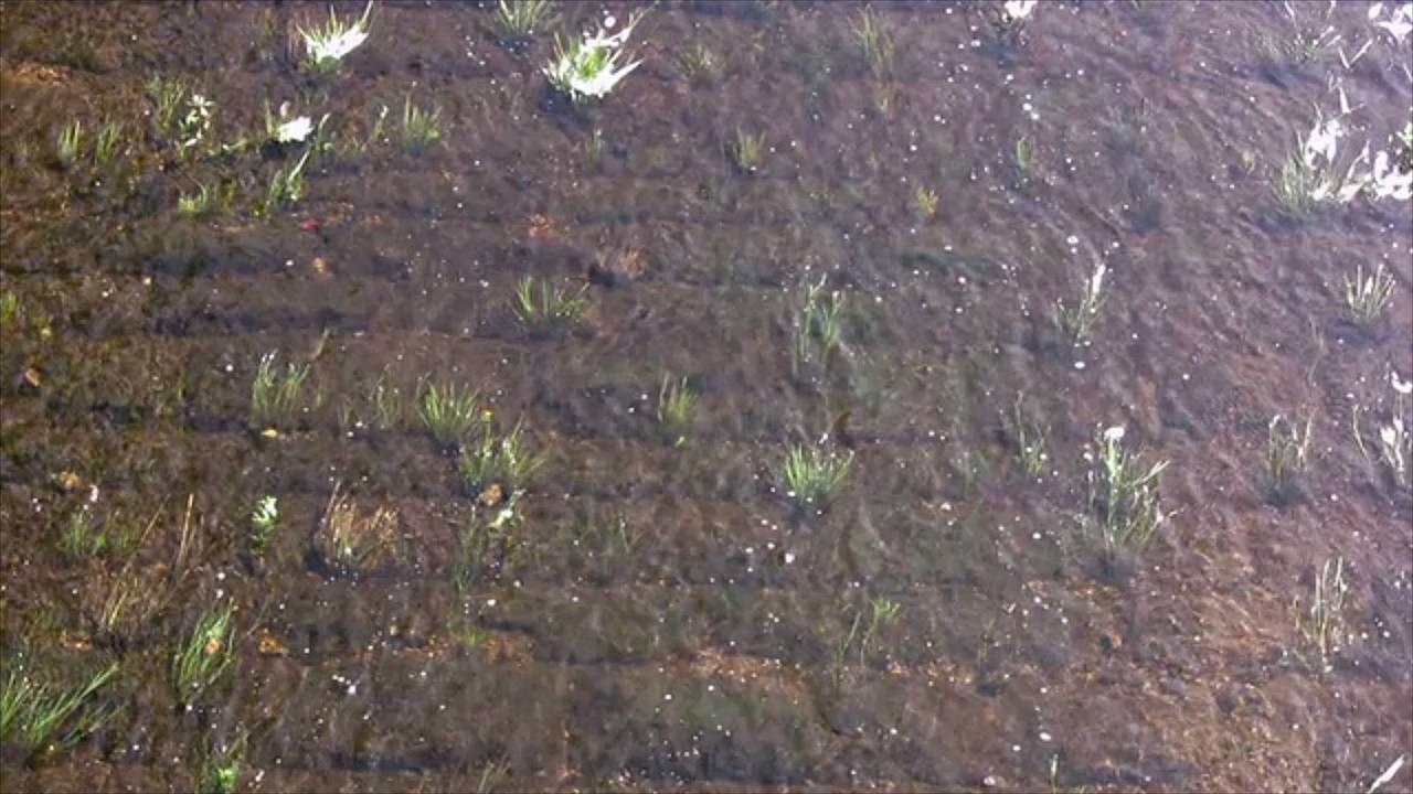 Billions of Gallons of Water Are Being Stolen in California