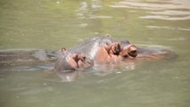 Un hipopótamo bebé atrae todas las miradas en un zoológico mexicanos