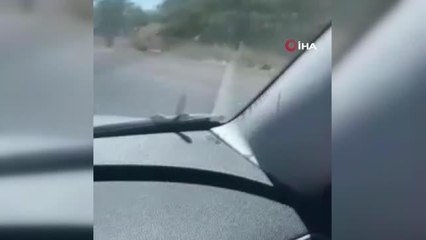 Araçlarına giren yılanla Muş'tan İstanbul'a kadar seyahat ettiler