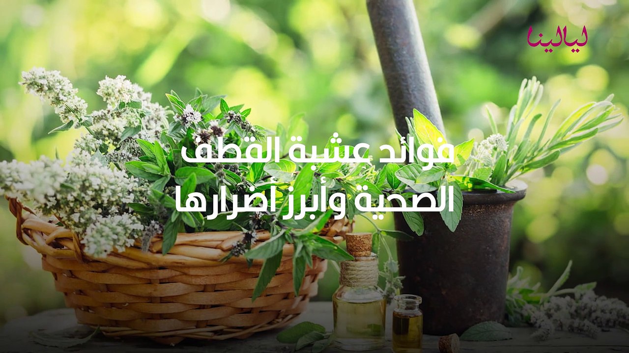 فوائد عشبة القطف الصحية وأبرز أضرارها