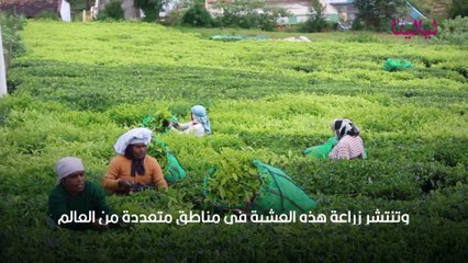 فوائد اليانسون النجمي