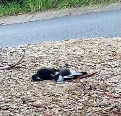 Chill Magpies Lie on Cold Mulch