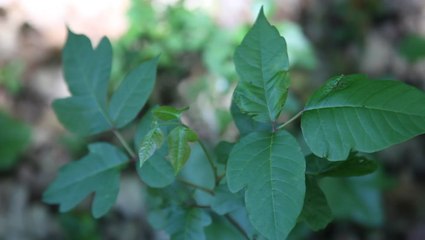 Avoid an itchy rash by identifying these 3 plants