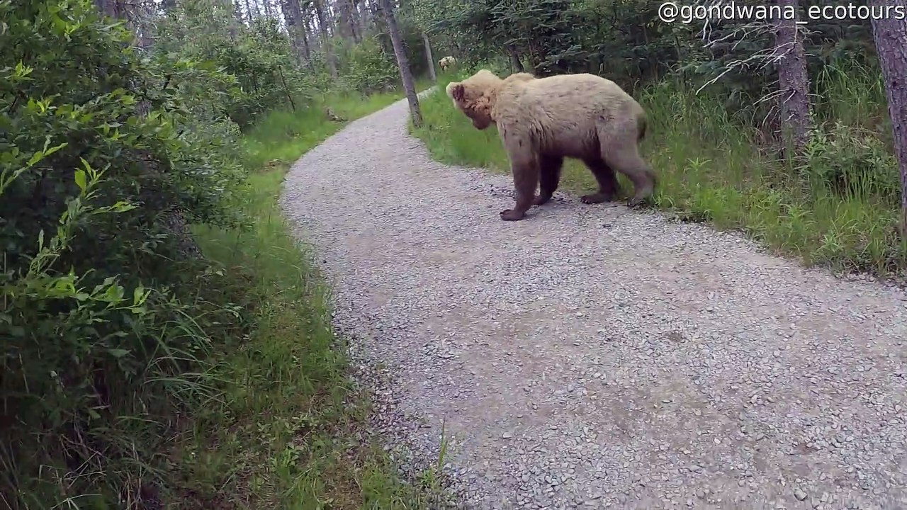 Close Encounter With Grizzly Bear Chasing Other...