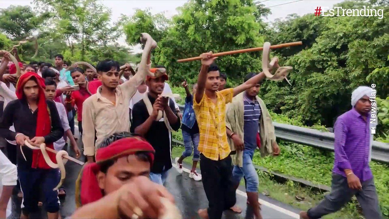 Fiesta de las serpientes, la particular tradición de un pueblo de la India en donde adoran estos réptiles