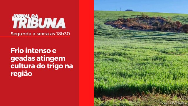 Frio intenso e geadas atingem cultura do trigo na região