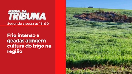 Frio intenso e geadas atingem cultura do trigo na região