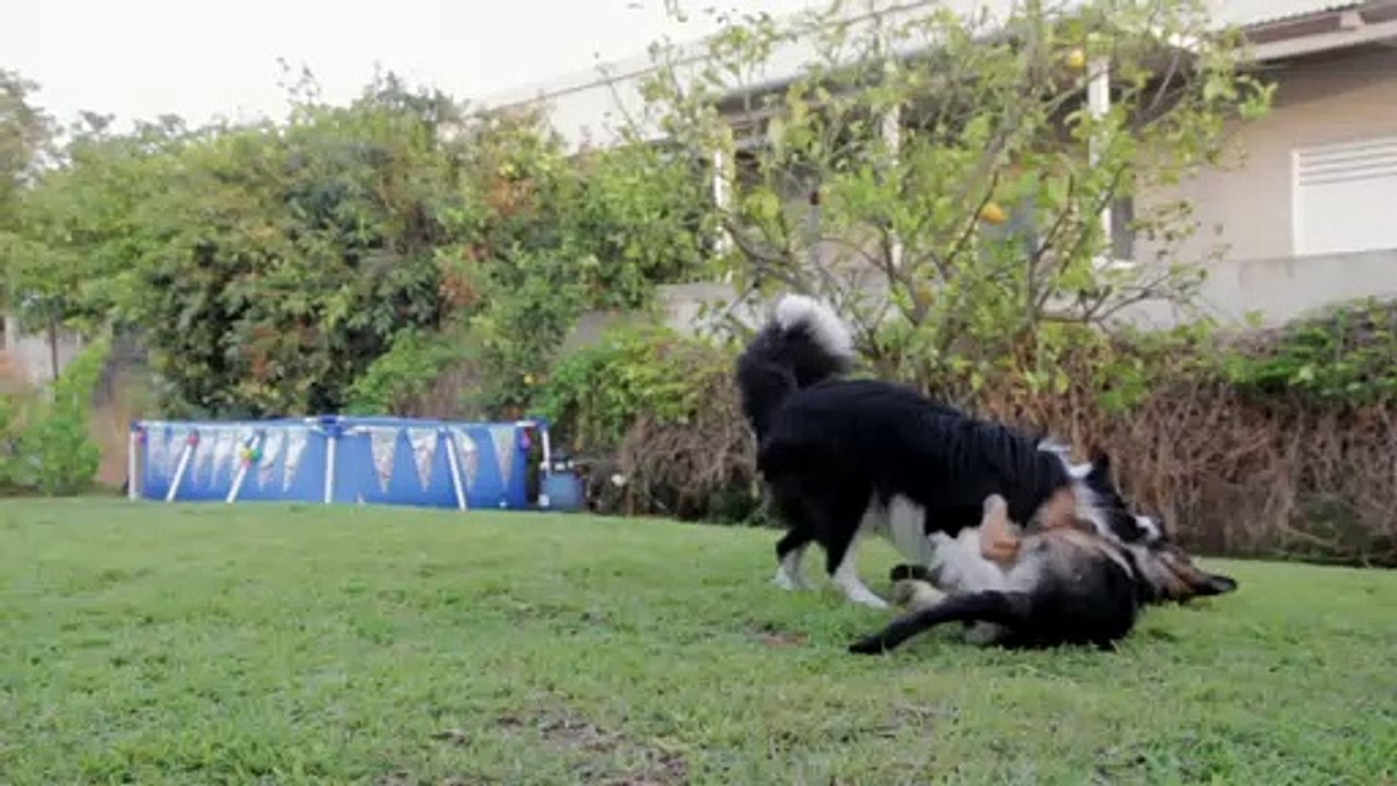 Dogs squabbling