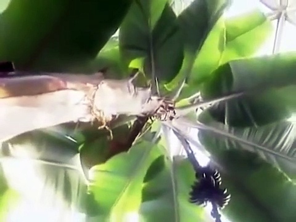 Gigantes(Mistérios e Mitos)Quem eram os nefilins(Dublado)