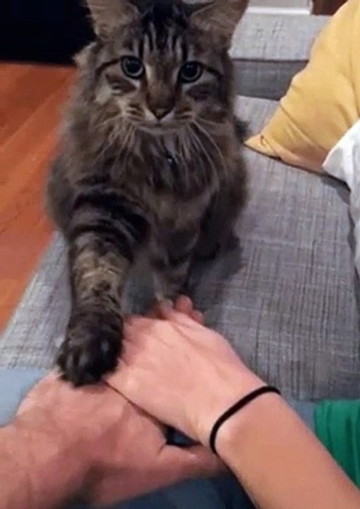 cat says count on me
