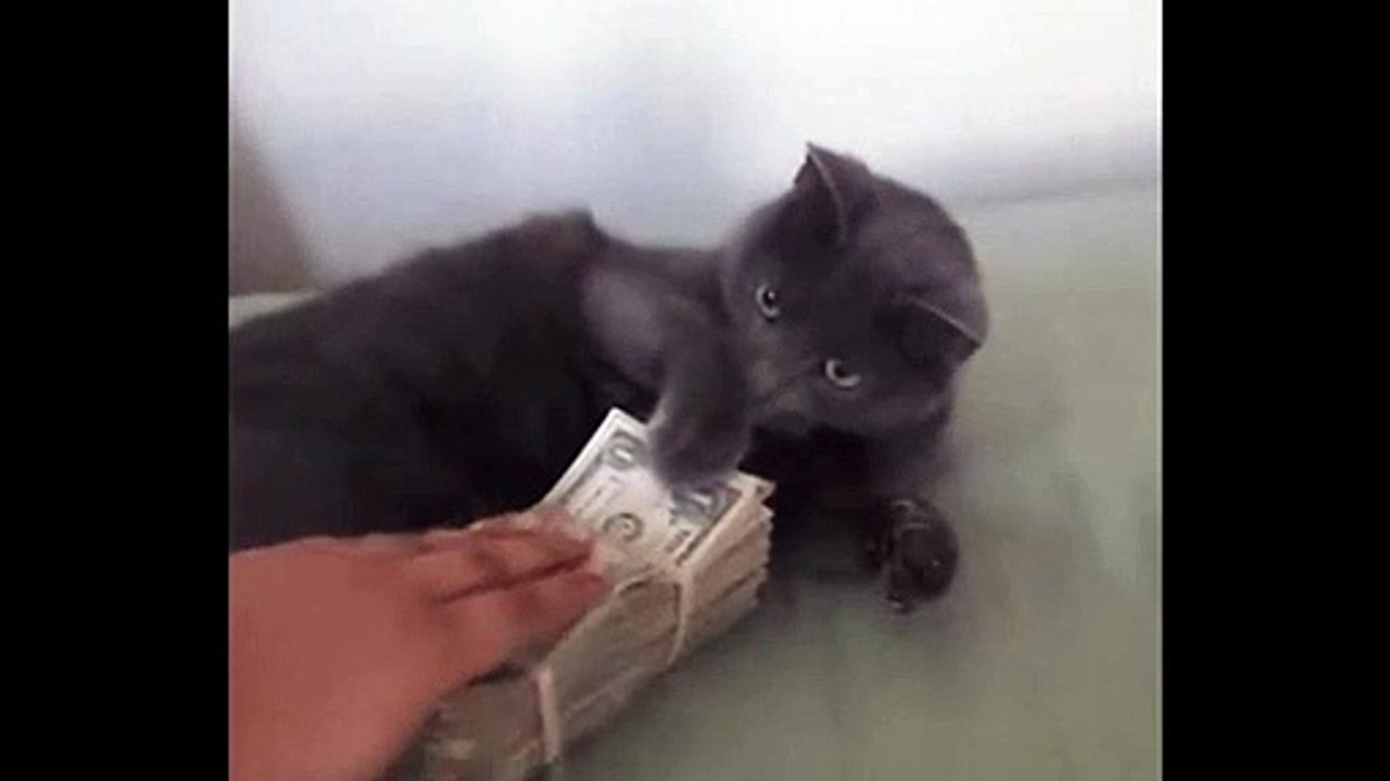 see what the cat does to the owner, go get the money