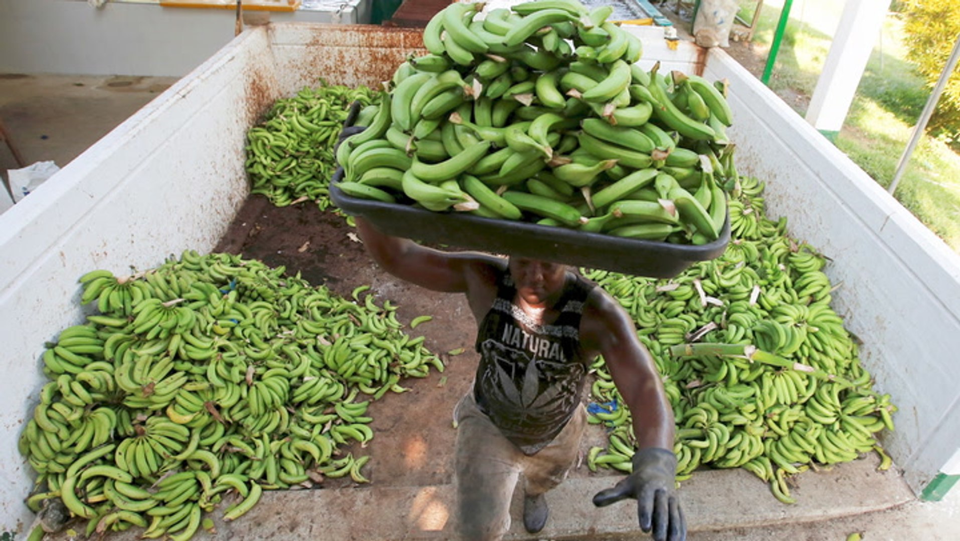 Why the world's favorite banana may go extinct, and how scientists are