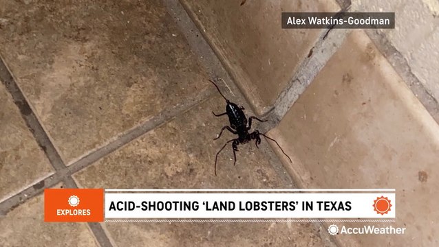 Rain brings out acid-shooting ‘land lobsters’