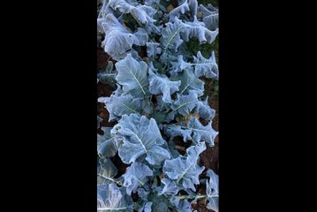 Biólogo lamenta temperaturas baixas em São Paulo, perdas na lavoura e população de rua abandonada