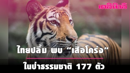 ไทยปลื้ม พบ “เสือโคร่ง” ในป่าธรรมชาติ 177 ตัว สัญญาณดี เพิ่มจากปี 2563 เกือบ 20 ตัว  | เดลินิวส์