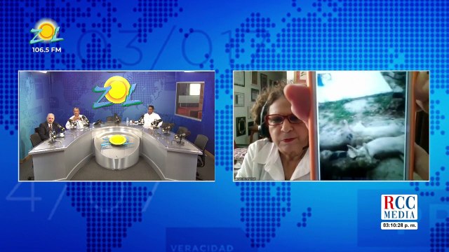 Debate Informe de USA dice que en RD circula la fiebre porcina motivo de las muertes de cerdos