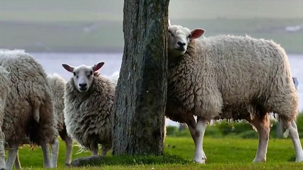 Relaxing & Meditation Music | A Beautiful Scene Of Creatures | 60 FPS | Part 6