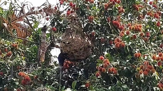 Seorang Warga di Tebing Tinggi Tewas Disengat Puluhan Lebah