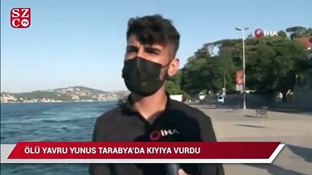Tarabya’da içler acıtan görüntü: Ölü yavru yunus kıyıya vurdu