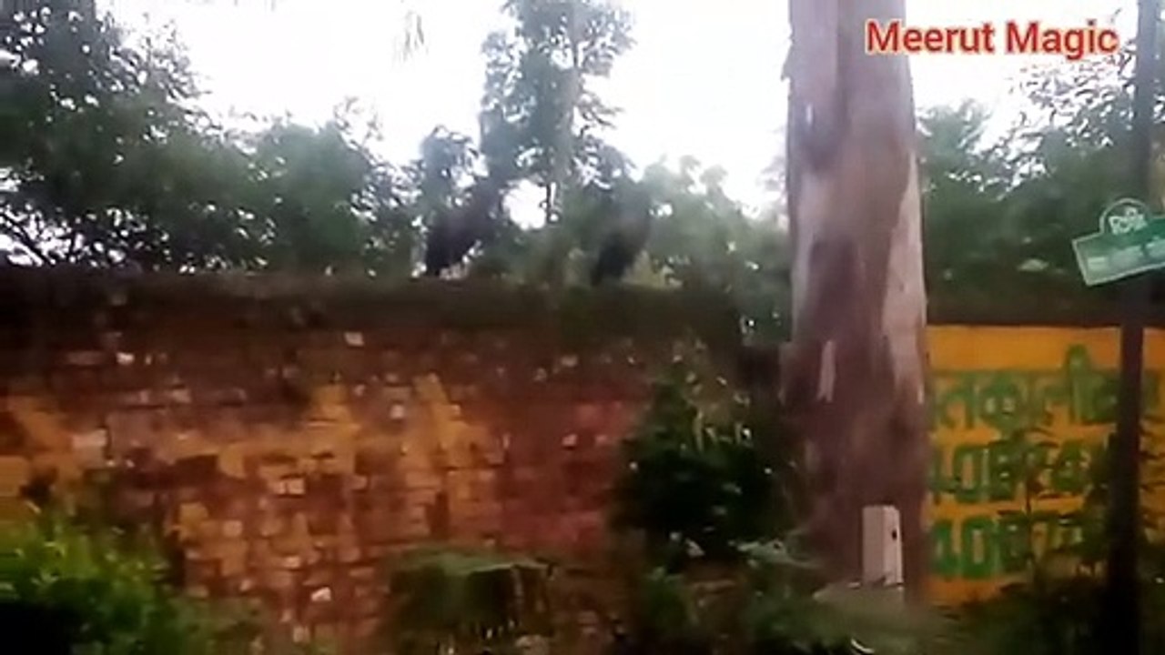 Lockdown के  दोरान  मोरनी का जोड़ा  विकटोरिया park,मेरठ