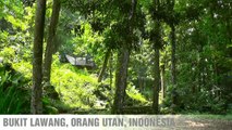 BUKIT LAWANG (ORANG UTAN) NORTH SUMATERA INDONESIA