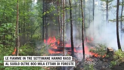 Luglio di fuoco, devastati migliaia di ettari di foreste nel mondo