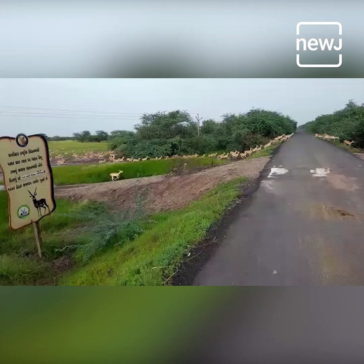 Over 3000 Black-Bucks Crossing Road