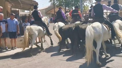 Dans les coulisses du concours d'abrivado à Gallician