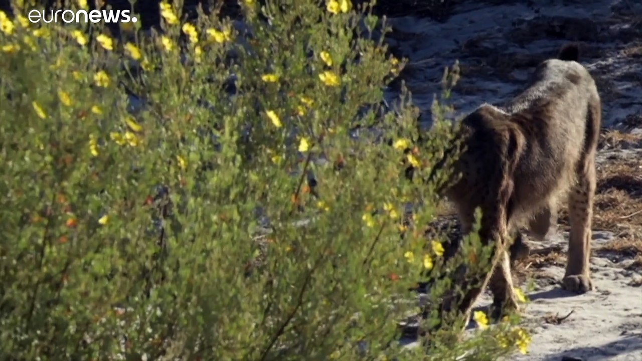Rarer Iberischer Luchs: Zuchtprogramm bewahrte ihn vom Aussterben