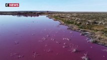 Argentine : une lagune de Patagonie devient rose à cause d'un déversement de produits chimiques