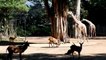 Krisis Imbas PPKM, Kebun Binatang Bandung Potong Angsa dan Rusa untuk Pakan Harimau