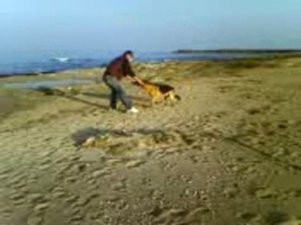 Video leo al mare