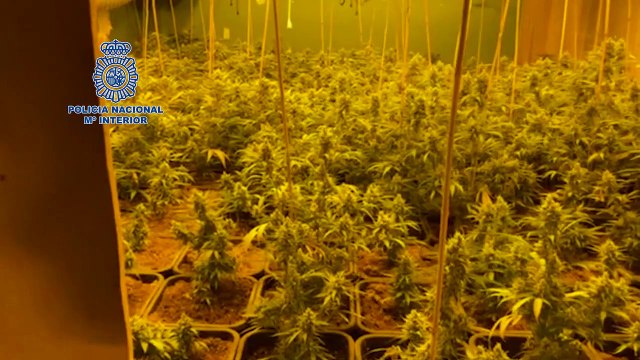 Policía Nacional incauta 733 plantas de marihuana y armas largas en un chalet fortificado en los Palacios