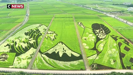 Japon : des rizières transformées en œuvre d'Art