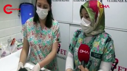 Cinsel saldırıya maruz bırakılan kedi tedaviye alındı