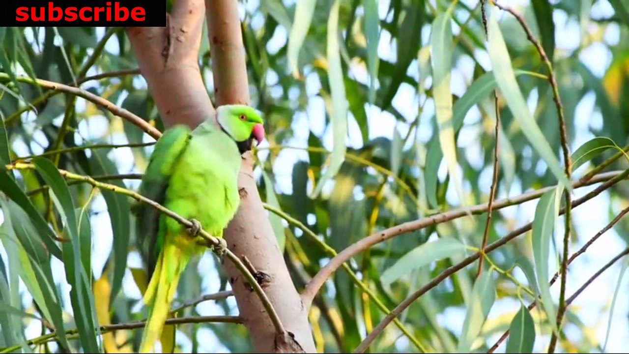 animais  vida  selvagem  natureza /  documentary wildlife animals nature  / animales fauna silvestre lnaturaleza.