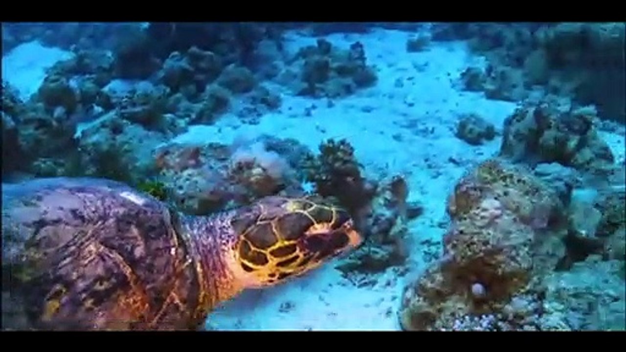 animais  vida  selvagem  natureza /  documentary wildlife animals nature  / animales fauna silvestre lnaturaleza.
