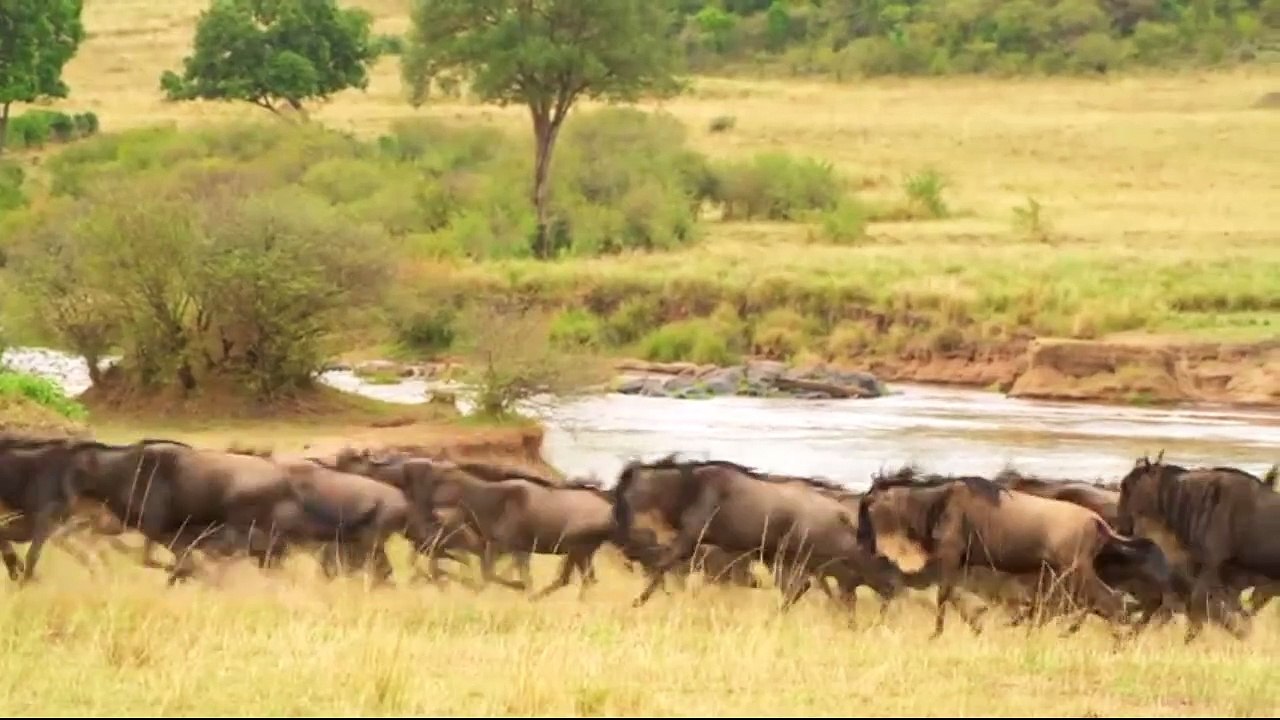 animais  vida  selvagem  natureza /  documentary wildlife animals nature  / animales fauna silvestre lnaturaleza.