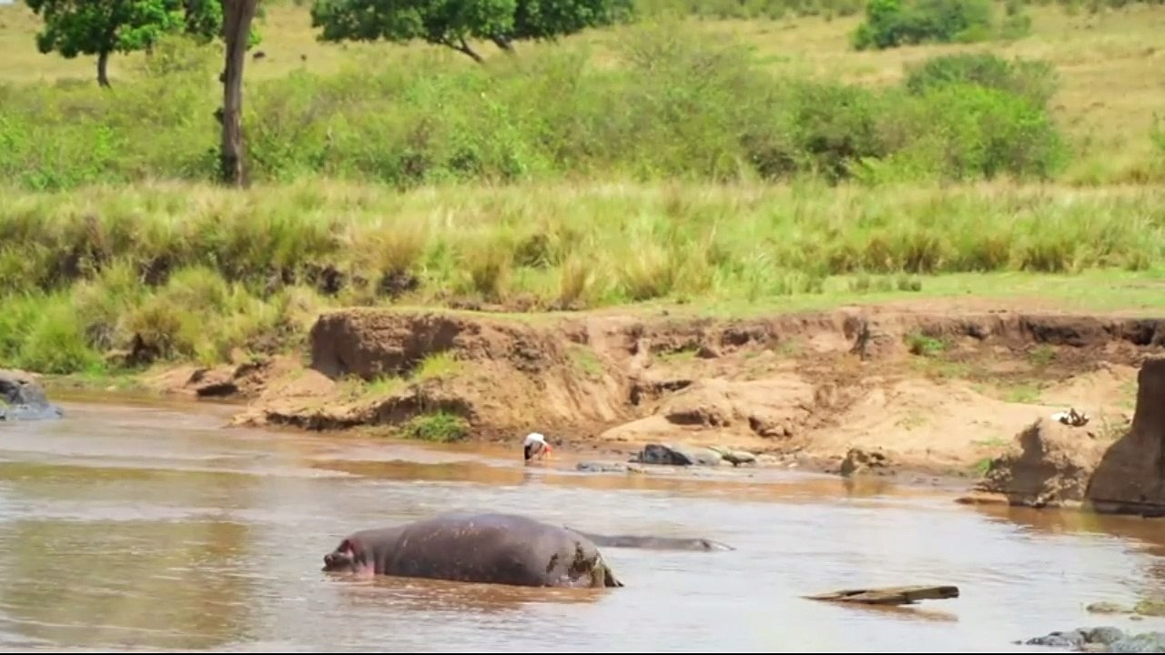 animais  vida  selvagem  natureza /  documentary wildlife animals nature  / animales fauna silvestre lnaturaleza.