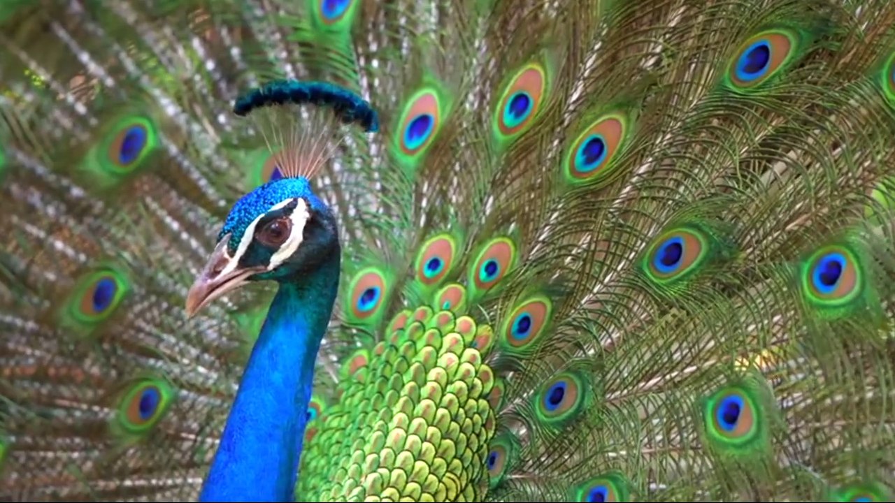 animais  vida  selvagem  natureza /  documentary wildlife animals nature  / animales fauna silvestre lnaturaleza.